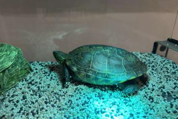 Turtles and Tortoises kaufen und verkaufen Photo: Chinesische Dreikielschildkröte Turtles and Tortoises kaufen und verkaufen Photo: Chinesische Dreikielschildkröte