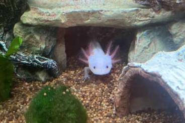 Newts kaufen und verkaufen Photo: Axolotl zu verkaufen , 15€ pro Tier ! Newts kaufen und verkaufen Photo: Axolotl zu verkaufen , 15€ pro Tier !