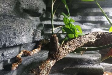 Snakes kaufen und verkaufen Photo: Kornnatter aus 2024 sucht neues Zuhause