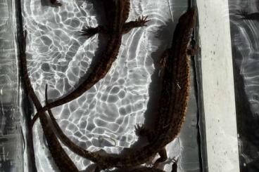 Lizards kaufen und verkaufen Photo: Lanthanotus Borneensis 0.0.3 Lizards kaufen und verkaufen Photo: Lanthanotus Borneensis 0.0.3