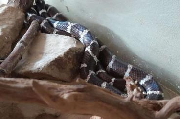 Colubrids kaufen und verkaufen Photo: Verkaufe Kalifornische Kettennatter Colubrids kaufen und verkaufen Photo: Verkaufe Kalifornische Kettennatter