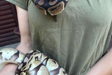 Schlangen kaufen und verkaufen Foto: Weibliche Königspythons abzugeben Schlangen kaufen und verkaufen Foto: Weibliche Königspythons abzugeben