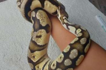 Ball Pythons kaufen und verkaufen Photo: Python Regius Orange Dream Vanilla Ball Pythons kaufen und verkaufen Photo: Python Regius Orange Dream Vanilla