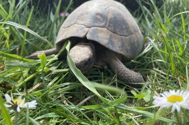 Tortoises kaufen und verkaufen Photo: Griechische Landschildkröten Tortoises kaufen und verkaufen Photo: Griechische Landschildkröten