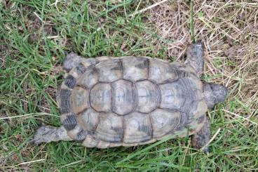 Landschildkröten kaufen und verkaufen Foto: Breitrandschildkröte 18 Jahre Landschildkröten kaufen und verkaufen Foto: Breitrandschildkröte 18 Jahre