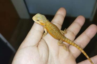 Bartagamen kaufen und verkaufen Foto: Bartagamen Babys (pogona vitticeps) Bartagamen kaufen und verkaufen Foto: Bartagamen Babys (pogona vitticeps)