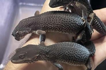 Geckos kaufen und verkaufen Photo: Eublepharis macularius black night Geckos kaufen und verkaufen Photo: Eublepharis macularius black night