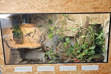 Terrarien kaufen und verkaufen Photo: Terrarium mit einer Kornnatter Terrarien kaufen und verkaufen Photo: Terrarium mit einer Kornnatter