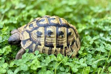 Landschildkröten kaufen und verkaufen Photo: Testudo Hermanni aus 2011 männlich Griechische Landschildkröte Landschildkröten kaufen und verkaufen Photo: Testudo Hermanni aus 2011 männlich Griechische Landschildkröte