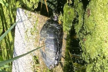 Sumpfschildkröten kaufen und verkaufen Photo: Rotwangen-Schmuckschildkröte Sumpfschildkröten kaufen und verkaufen Photo: Rotwangen-Schmuckschildkröte