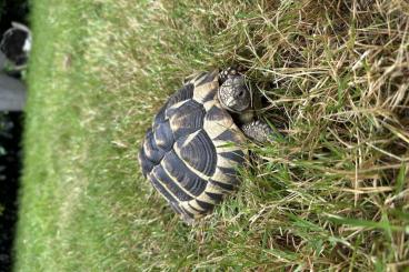 Landschildkröten kaufen und verkaufen Foto: Griechische Landschildkröten Landschildkröten kaufen und verkaufen Foto: Griechische Landschildkröten