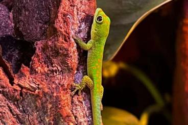 Geckos kaufen und verkaufen Foto: 3 Phelsuma Pasteuri Nachzuchten Geckos kaufen und verkaufen Foto: 3 Phelsuma Pasteuri Nachzuchten