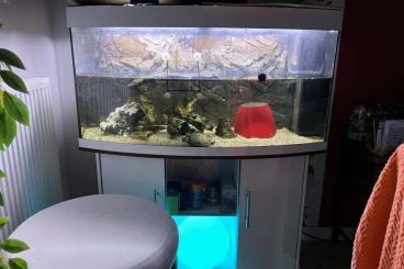 Sumpfschildkröten kaufen und verkaufen Photo: Wasserschildkröte inkl. großes Aquaruim zu verschenken Sumpfschildkröten kaufen und verkaufen Photo: Wasserschildkröte inkl. großes Aquaruim zu verschenken
