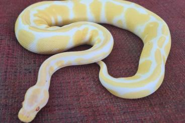 Königspythons kaufen und verkaufen Photo:  weibliche Königspython Albino