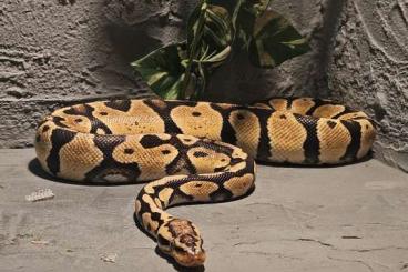 Königspythons kaufen und verkaufen Photo: Königspython Pastel Het Clown 1.0 (2017)