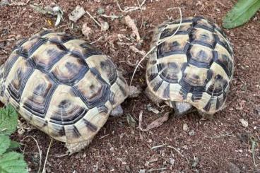 Landschildkröten kaufen und verkaufen Photo: 2 Schildkröten 3 Jahre alt mit Papiere und angemeldet