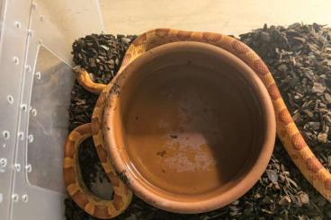 Schlangen kaufen und verkaufen Photo: Suche neues Zuhause für meine Kornnatter (kostenlos inkl. Terrarium) Schlangen kaufen und verkaufen Photo: Suche neues Zuhause für meine Kornnatter (kostenlos inkl. Terrarium)