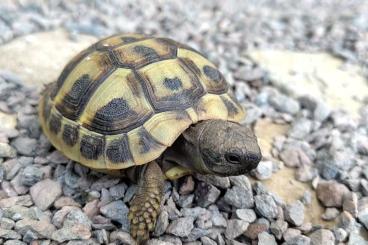 Landschildkröten kaufen und verkaufen Photo: Griechische Landschildkröten Testudo hermanni boettgeri NZ 2023 Landschildkröten kaufen und verkaufen Photo: Griechische Landschildkröten Testudo hermanni boettgeri NZ 2023