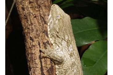 Geckos kaufen und verkaufen Photo: Rhacodactylus leachianus (Mt. Dore) NZ 2023