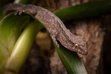 Geckos kaufen und verkaufen Photo: NZ 2022/23 Bavayia excuccida & B. robusta