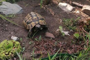 Landschildkröten kaufen und verkaufen Foto: Griechische Landschildkröte männlich 10 Jahre Landschildkröten kaufen und verkaufen Foto: Griechische Landschildkröte männlich 10 Jahre
