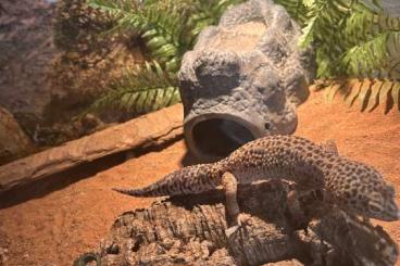 Geckos kaufen und verkaufen Foto: Leopardgecko in liebevolle Hände abzugeben