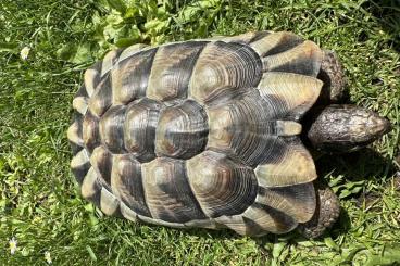 Landschildkröten kaufen und verkaufen Photo: weibliche Breitrandschildkröte sucht neues Zuhause Landschildkröten kaufen und verkaufen Photo: weibliche Breitrandschildkröte sucht neues Zuhause