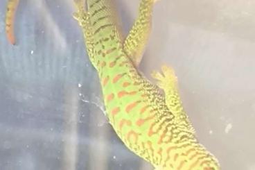 Geckos kaufen und verkaufen Photo: Großer Madagaskar Taggecko (Phelsuma grandis) - Nachtzucht abzugeben Geckos kaufen und verkaufen Photo: Großer Madagaskar Taggecko (Phelsuma grandis) - Nachtzucht abzugeben