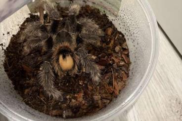 Spinnen und Skorpione kaufen und verkaufen Photo: Verkaufen Vogelspinne Angebot Spinnen und Skorpione kaufen und verkaufen Photo: Verkaufen Vogelspinne Angebot