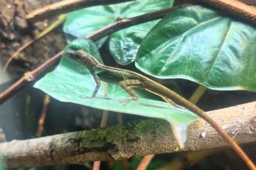 Echsen  kaufen und verkaufen Foto: Anolis roquet summus ‘Macuba’