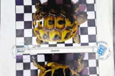 Schildkröten  kaufen und verkaufen Foto: Griechische Landschildkröte männlich 15 Jahre 