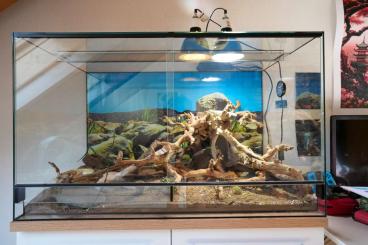 Bartagamen kaufen und verkaufen Photo: Zwei Zwergbartagamen mit komplettem Set abzugeben – liebevoll gepflegt Bartagamen kaufen und verkaufen Photo: Zwei Zwergbartagamen mit komplettem Set abzugeben – liebevoll gepflegt
