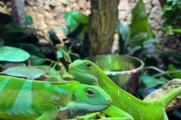 andere Echsen kaufen und verkaufen Photo: Fidschi Leguan Männchen eigene Zucht andere Echsen kaufen und verkaufen Photo: Fidschi Leguan Männchen eigene Zucht