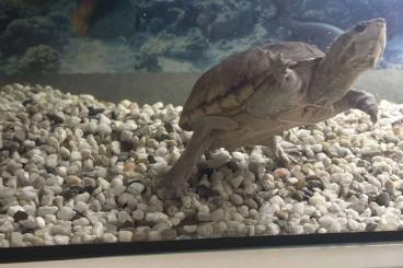 Schildkröten kaufen und verkaufen Photo: männliche Moschussschildkröte abzugeben Schildkröten kaufen und verkaufen Photo: männliche Moschussschildkröte abzugeben