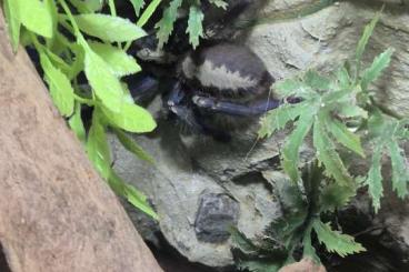 Vogelspinnen kaufen und verkaufen Photo: Poecilotheria vitata,miranda,metalica