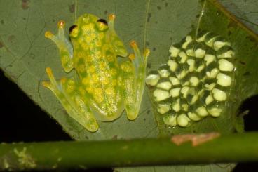 Frösche  kaufen und verkaufen Foto: Glass frogs (Glasfrösche) for sale