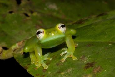 Frösche  kaufen und verkaufen Foto: Glass frogs (Glasfrösche) for sale. 100% offspring: Teratohyla spinosa
