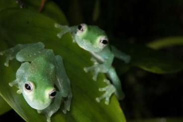 Frösche kaufen und verkaufen Foto: Glass frogs (Glasfrösche) 100% offspring: Teratohyla pulverata Frösche kaufen und verkaufen Foto: Glass frogs (Glasfrösche) 100% offspring: Teratohyla pulverata
