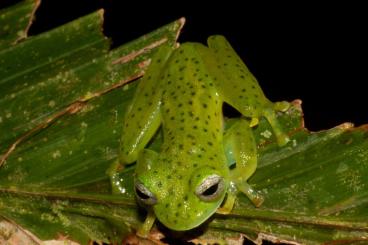 frogs kaufen und verkaufen Photo: Glass frogs (Glasfrösche) 100% cb: Espadarana prosoblepon