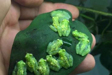 Frösche kaufen und verkaufen Foto: Glass frogs (Glasfrösche) for sale: Hylinobatrachium valerioi Frösche kaufen und verkaufen Foto: Glass frogs (Glasfrösche) for sale: Hylinobatrachium valerioi