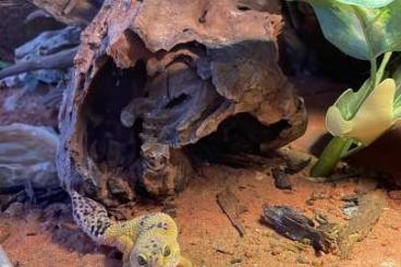 Geckos kaufen und verkaufen Photo: 2 Leopardgeckos, weiblich, ca.2 Jahre