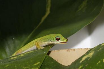 Geckos kaufen und verkaufen Foto: Phelsuma serraticauda 0.3 aus Juli 2021