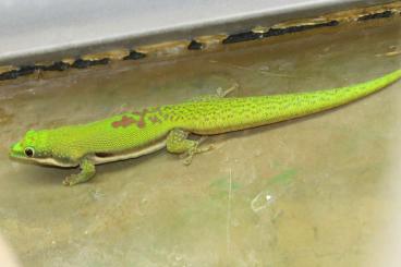 Geckos kaufen und verkaufen Foto: Phelsuma lineata bombetokensis 1.4.x