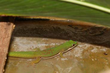 Geckos kaufen und verkaufen Foto: Phelsuma lineata bombetokensis 
