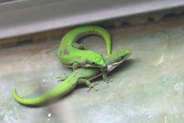 Geckos kaufen und verkaufen Foto: Phelsuma lineata bombetokensis