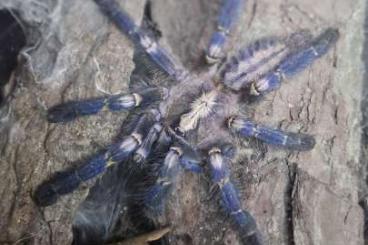 Spinnen und Skorpione kaufen und verkaufen Foto: diverse Vogelspinnen zu verkaufen