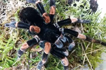 Spiders and Scorpions kaufen und verkaufen Photo: Abdomegaphobema mesomelas  junge Zuchtgruppe