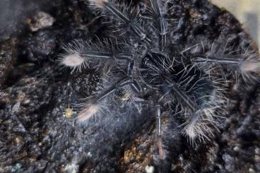 Spinnen und Skorpione kaufen und verkaufen Foto: Theraphosa apophysis N2 (2.Frh) Spinnen und Skorpione kaufen und verkaufen Foto: Theraphosa apophysis N2 (2.Frh)
