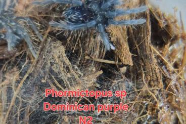 Spiders and Scorpions kaufen und verkaufen Photo: Phormictopus sp Dominican purple 1-2.Frh. Spiders and Scorpions kaufen und verkaufen Photo: Phormictopus sp Dominican purple 1-2.Frh.