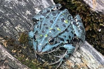 frogs kaufen und verkaufen Photo: Biete Pelophylax ridibundus blue frogs kaufen und verkaufen Photo: Biete Pelophylax ridibundus blue